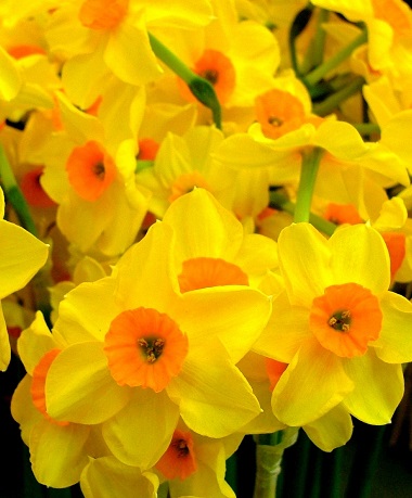 Narcissus 'Golden Dawn'